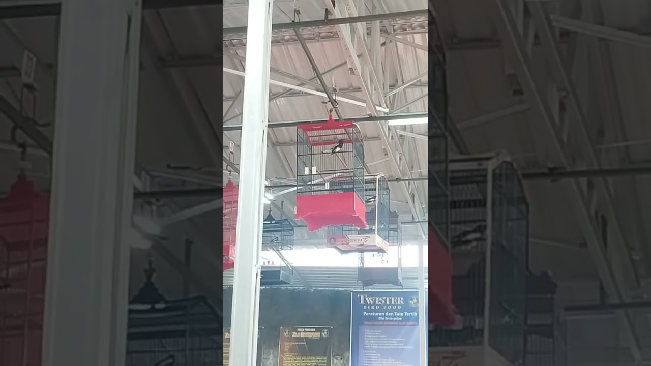 KACER FIGHTER TINGGI TAPI JINAK TOTAL |DR KACER NEW