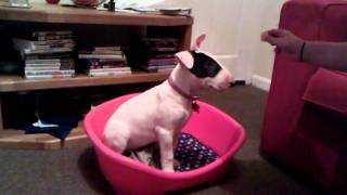 Brody English Bull Terrier Basic Tricks