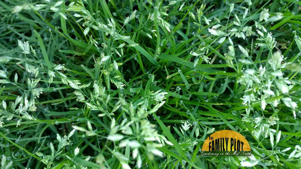 Q&A – This grass is taking over. What is it and how do we get rid of it ...