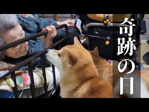 柴犬とひぃばあちゃん(91歳)が出会った日