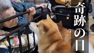 柴犬とひぃばあちゃん(91歳)が出会った日