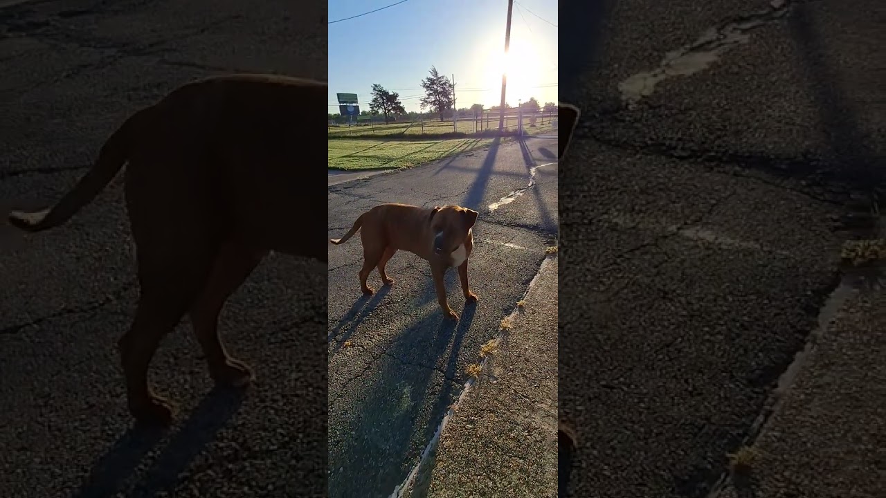 Good morning with Jimmy and Ginger 