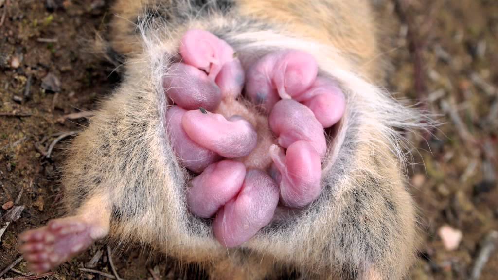 Antechinus with babies.