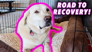 Daisy Duke Had A Successful ACL Surgery!