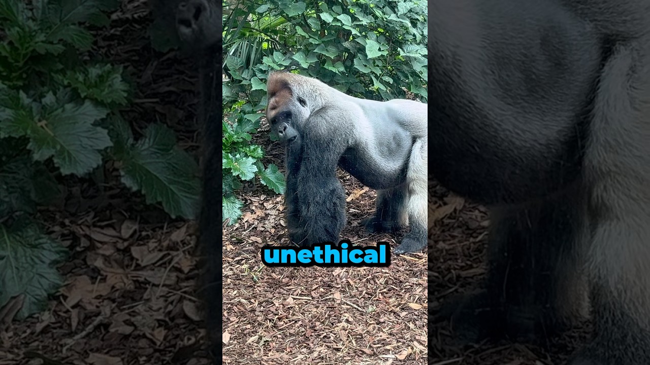 Can gorillas be pets? 