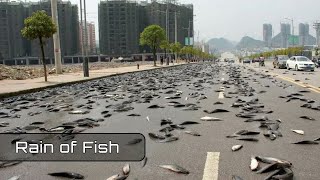 2 Rain Of Fish Facts Saga
