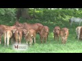 GANADERÍA "LA HUASTECA" BRAHMAN  / COSECHANDO HISTORIAS