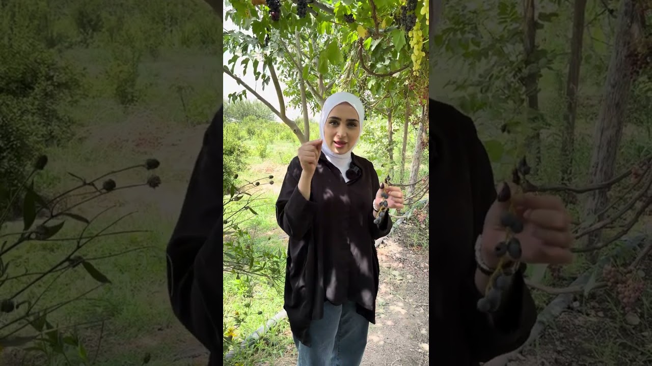 زراعة العنب بمختلف الاطعام اناناس والو وتين والعنب الصيني على يد المزارع مام ازاد #like #اكسبلور 
