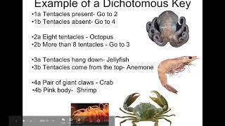 SCI7/8 - Dichotomous keys Sci7 Using A Dichotomous Key