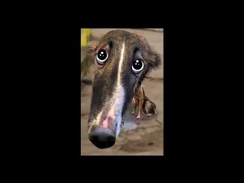 TOP 5 BORZOI