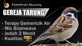 MASTERAN BURUNG GEREJA TARUNG / BURGER JERNIH | Speed Roll Tembak Rapat | SUPER TAJAM