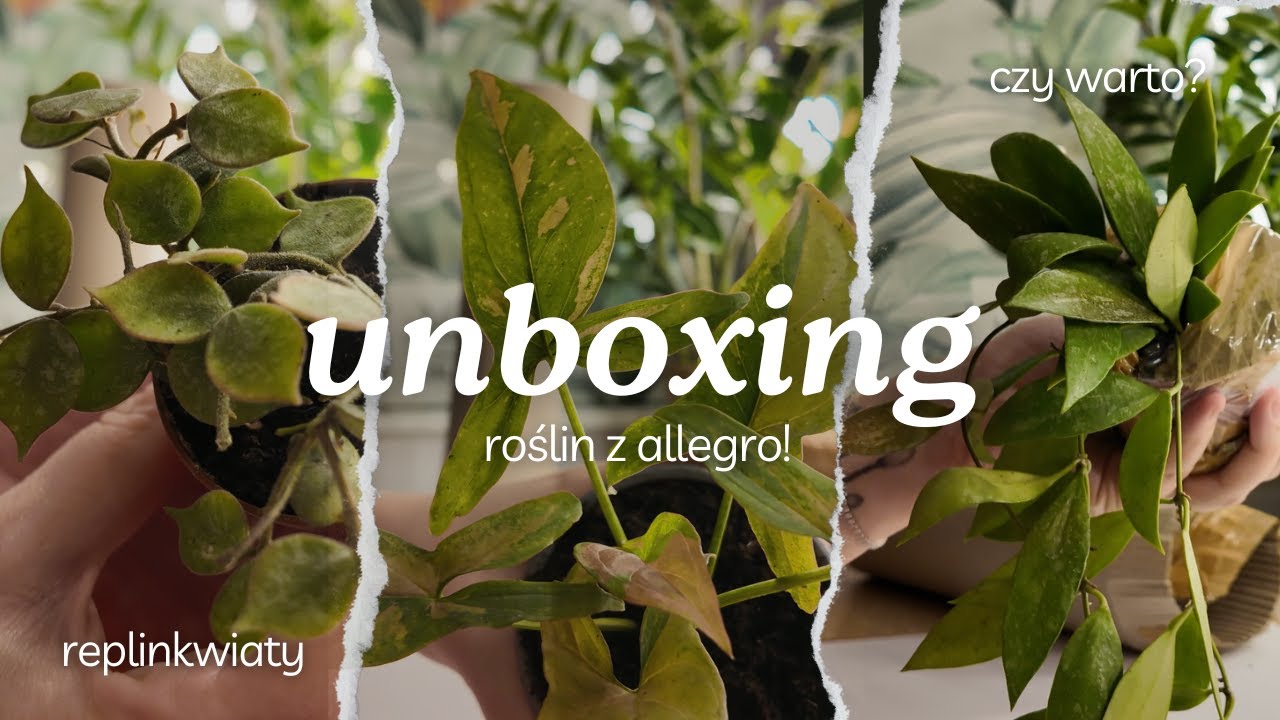 ROŚLINY Z ALLEGRO 🌱 UNBOXING REPLIN KWIATY 🪴CZY WARTO BYŁO ZAMÓWIĆ?