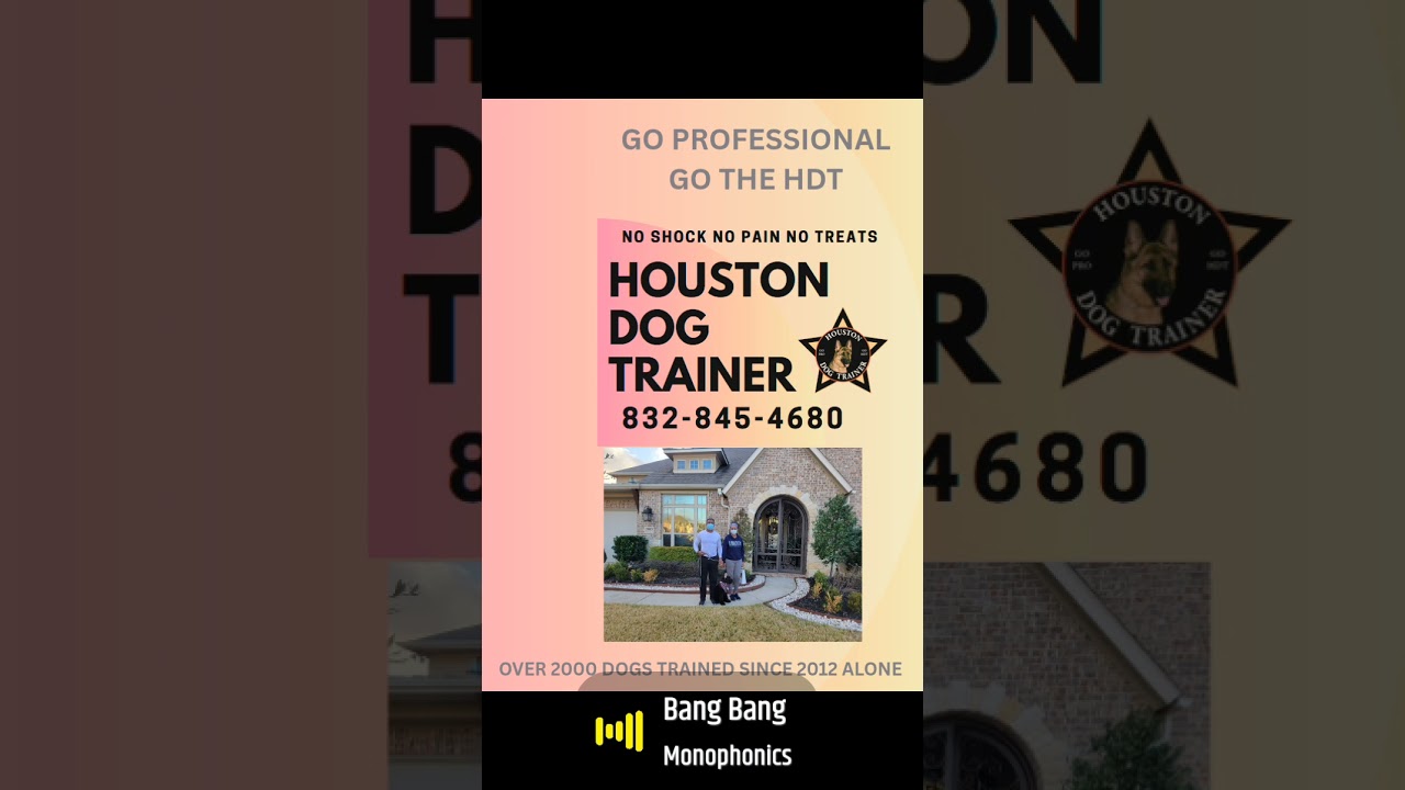 The Houston Dog Trainer 832-845-4680 no pain no shock no shortcuts