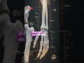 Information Regarding Human Skeletal Structure: An Overview.