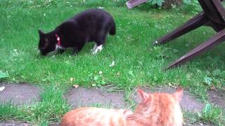 Two Cats Rudolf And Niki In Backyard.