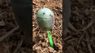 Look A Lollipop On The Anthill