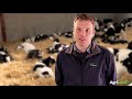 Sourcing dairybeef calves alan dillon