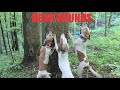 BEAR HUNTING WITH ENGLISH HOUNDS - TUMBLING BEAR! の動画、YouTube動画。