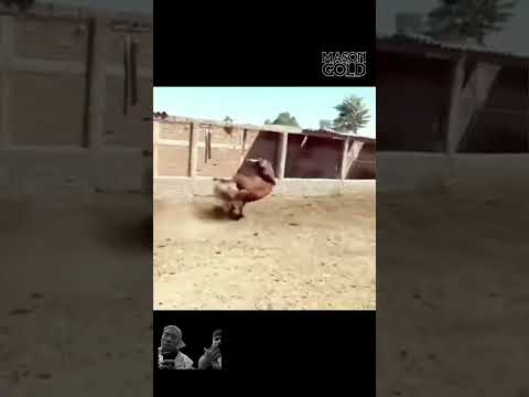 عمان اربد ابو يوسف
