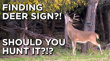 How To Read And Hunt Buck Rubs And Scrapes