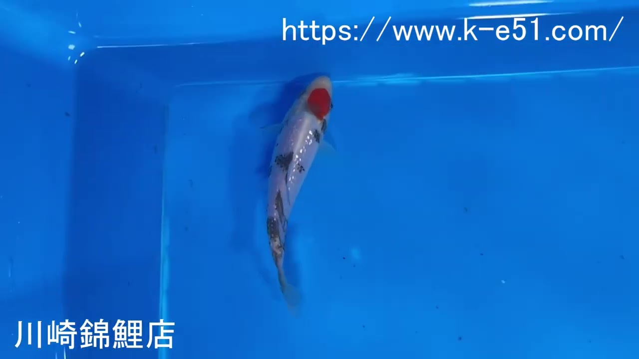 錦鯉販売専門　川崎錦鯉店の錦鯉　No.6038　丹頂銀鱗三色