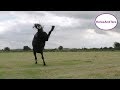 Friesian horse bucking and farting