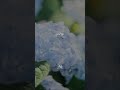 ول ن أج د م ن د ون ه م لت ح د ا طارق محمد من سورة الج ن