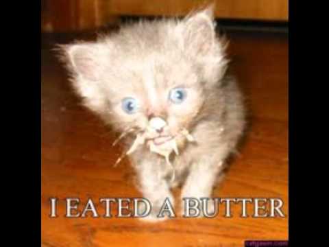 Cute kitty quotes :] - YouTube