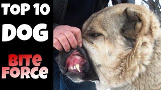 TOP 10 DOG BREEDS WITH STRONGEST BITE FORCE