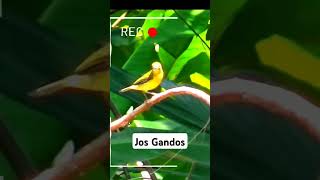 Suara Pikat Wicu Wicu  Pikat Kolibri Kelapa pikatkolibrikelapa pikatwicuwicu pikatkorlap