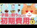 猫を飼う時に掛かる初期費用やおススメグッズを現役猫ブリーダーがご紹介!サークルの選び方も解説します!