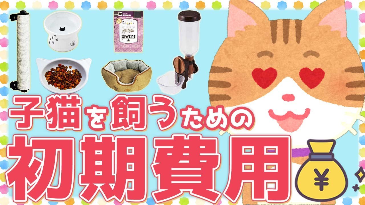 A current cat breeder will introduce the initial costs and