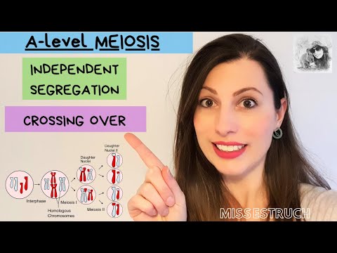 Video: Mis on seos meioosis?