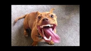 Сборник смешных видео с собаками . 2019 by Самые смешные животные 74,041 views 5 years ago 9 minutes, 14 seconds