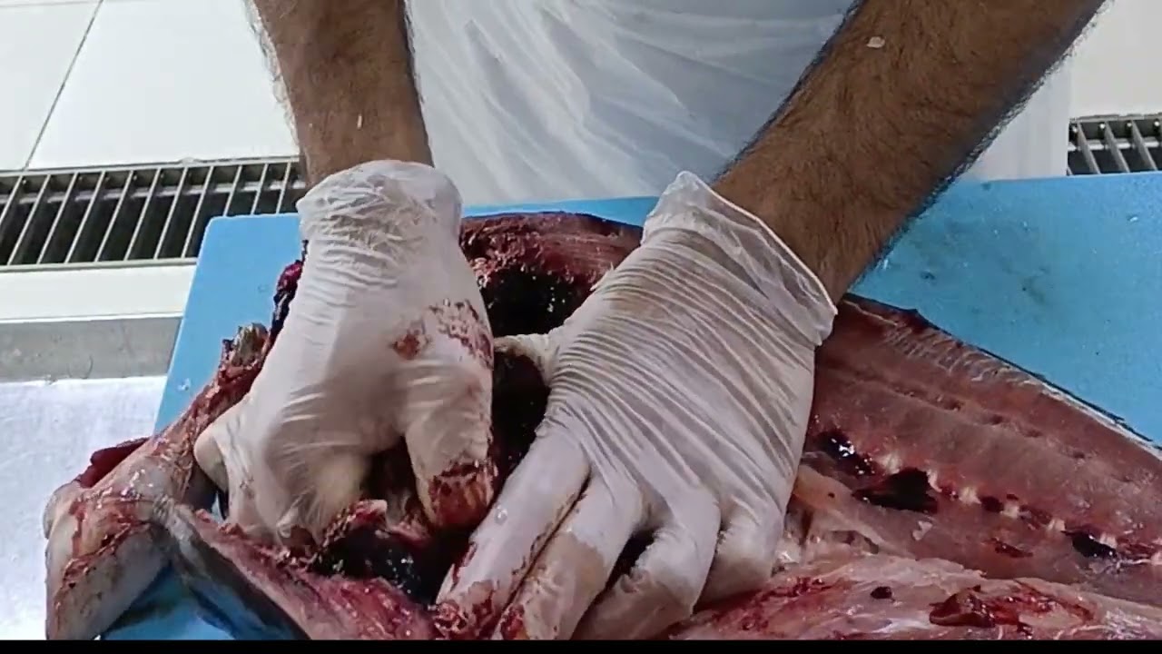 Butterfly cutting | Haris fishworld