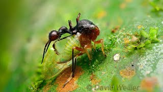 Is This An Ant Or A Treehopper?