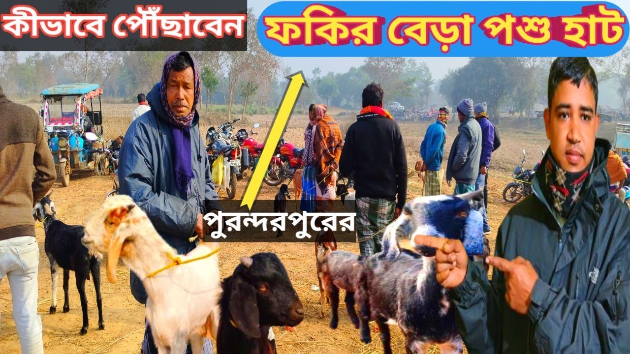 ফকিরবেড়া পশু হাট।। কীভাবে পৌঁছাবেন।।পুরন্দরপুর।। Fakirbera animal market.How to reach. Purandarpur