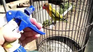 cara agar lovebird NAGEN konslet