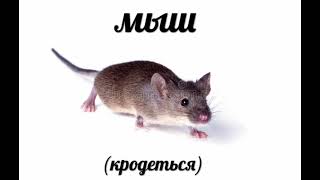 мыш (кродеться)