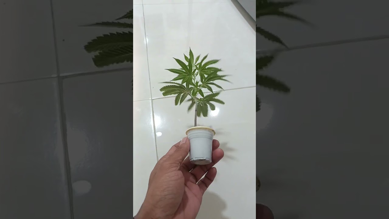 black Cherry Bliss Elite elite cut genetics