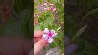 Day 6/365 🎀Plz Subscribe my channel 🥺 #trendingshorts #dailyvlog #viralvideo