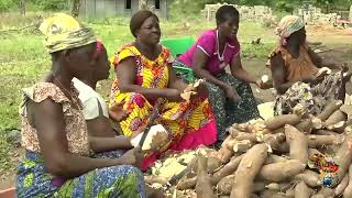 Pourquoi cultiver le manioc est un pari gagnant
