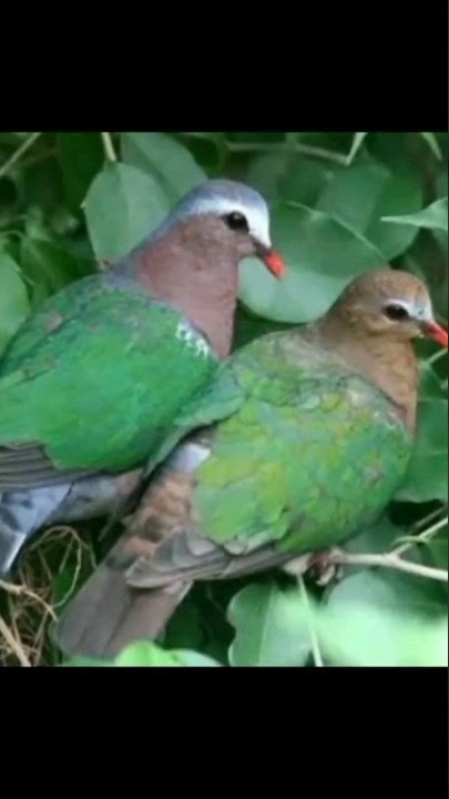 pikat burung punai tanah super AMPUH #burung #pikat #viral #shorts