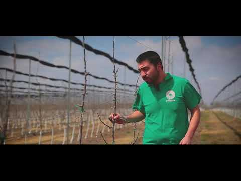 მესამე წამლობა ვაშლის ინტენსიურ ბაღში. კარტლისი. 26.03.2020