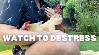 FEEL STRESSED TODAY?! 🐔💕 Watch 3 minute chicken cuddles to relax... HEAL YOUR HEART