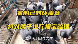 【小悠赛鸽】145期：赛鸽已封环盖章，进入资格赛暗插指定环节