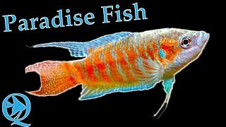 Paradise Fish Care