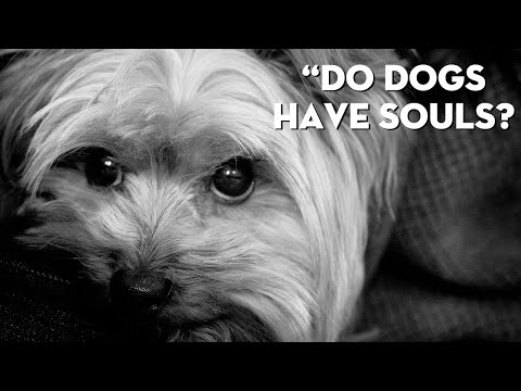 Videó: 11 Ok A kutya a Lélekállat