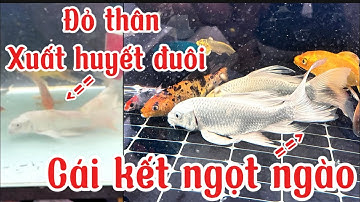 Trị Bệnh Đỏ Thân Xuất Huyết Đuôi Cho Cá Chép Phi Tần - Hiệu Quả Dễ Làm Cho Người Mới.Hồ Của Em Long.