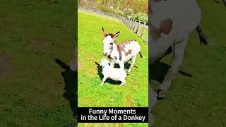 Donkeys